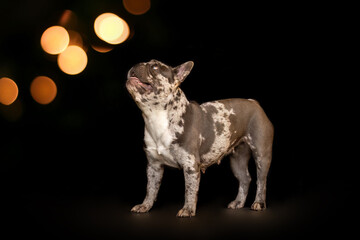 portrait of a blue merle french bulldog in front of black studio background