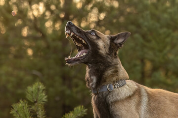 A belgian malinois barking and catching something and looking dangerous