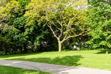 Footpath in the green city park in Toronto Ontario - Green meadow with trees to relax