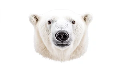 Gordijnen Closeup portrait of white polar bear face, looking at camera, isolated on white. arctic predator head, funny north pole winter wildlife mammal, nose, card. © Infinity Lens