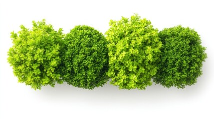 Four vibrant green shrubs isolated on white. Ideal for landscaping visuals, website banners, or nature-themed designs.