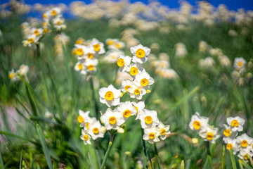 Fototapeta premium 水仙の花 初春のイメージ