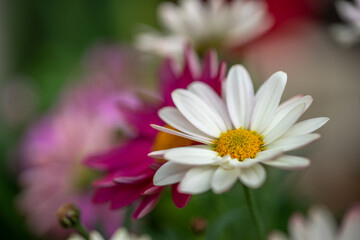 Obraz premium マーガレットの花 春のイメージ