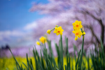 水仙の花　初春イメージ