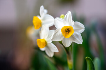 水仙の花　初春イメージ