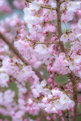 桜の花　春のイメージ