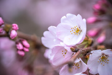 Fototapeta premium 桜の花 春のイメージ
