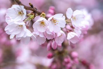 桜の花　春のイメージ