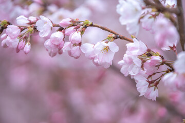 桜の花　春のイメージ