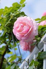 バラの花　屋外撮影イメージ