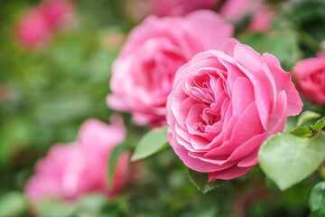 バラの花　屋外撮影イメージ