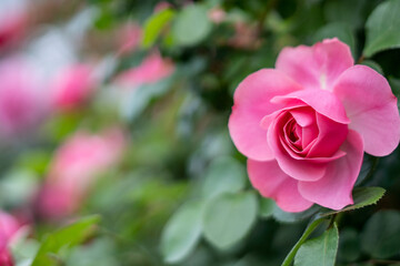 バラの花　屋外撮影イメージ