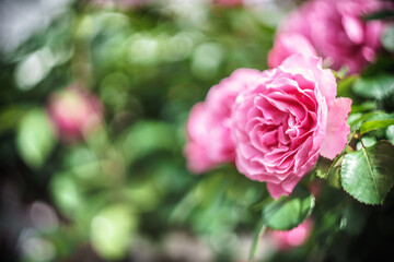 バラの花　屋外撮影イメージ
