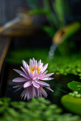 睡蓮の花　和風ビオトープのイメージ