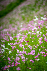 Fototapeta premium コスモスの花 秋のイメージ