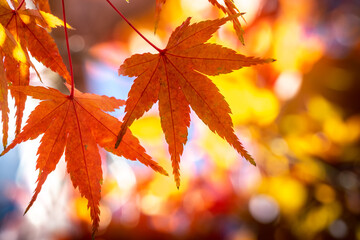 紅葉　落ち葉　秋のイメージ