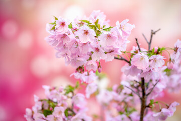 桜の花　春のイメージ