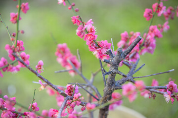 紅梅　初春のイメージ