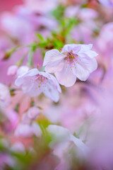 桜の花　春のイメージ