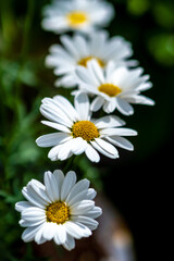 マーガレットの花