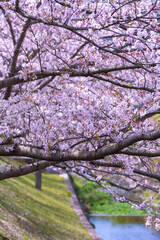 桜の花　春のイメージ