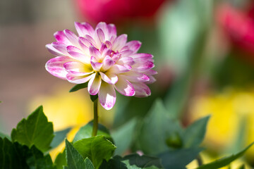 ダリアの花