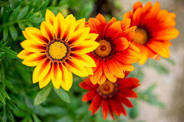 ガザニアの花