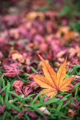 紅葉　秋のイメージ