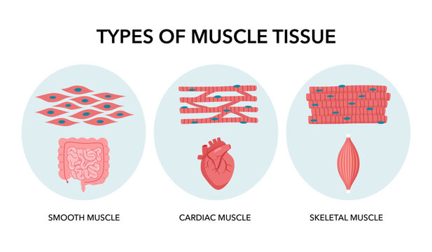 Types of muscle cells skeletal, cardiac, and smooth muscles with examples of each muscle's location in the body structure diagram vector illustration. Medical science educational illustration