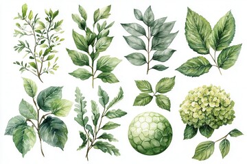 A collection of botanical illustrations featuring various green leaves and a floral sphere.