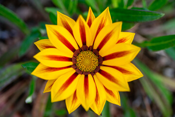 ガザニアの花