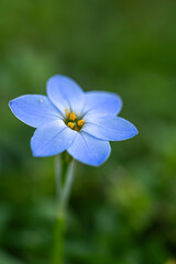 ハナニラの花　春のイメージ