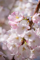 桜の花　春のイメージ