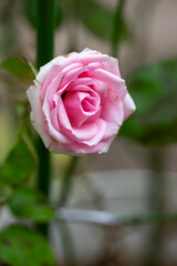 薔薇の花の接写