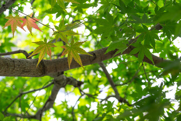 緑の紅葉　初夏のイメージ