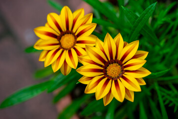 ガザニアの花