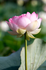 Fototapeta premium 蓮の花 初夏のイメージ