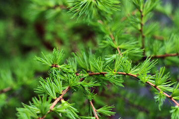 Close-Up of Branch Green Larch