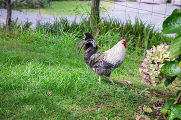 chicken in the yard