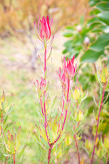 Fototapeta premium pink flowers in the garden