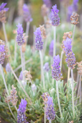 macro close up of lavender flowers