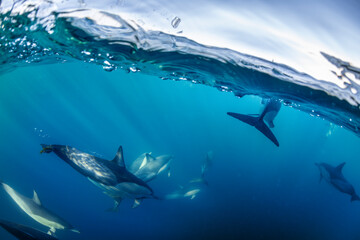 A graceful pod of common dolphins glides through the clear, blue waters off the coast of New South Wales, Australia, showcasing the harmony of ocean life.
