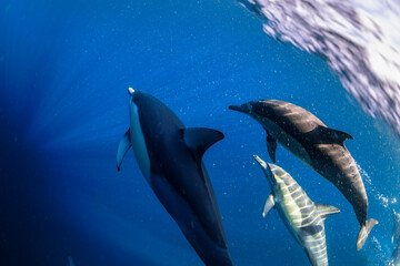 A graceful pod of common dolphins glides through the clear, blue waters off the coast of New South Wales, Australia, showcasing the harmony of ocean life.
