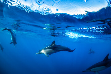 A graceful pod of common dolphins glides through the clear, blue waters off the coast of New South Wales, Australia, showcasing the harmony of ocean life.