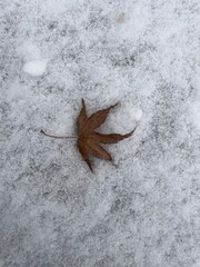 leaves on snow