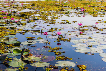 Scenic beautiful view nature of Red Lotus Lake. Pink water lilies nymphaeaceae blooming on the lake. Nature of beautiful red lotus marine of Thailand. Beautiful pink lotus flowers in lake of lotus.