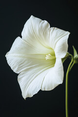 close up of single white flower showcasing its delicate petals and structure, evoking sense of tranquility and beauty
