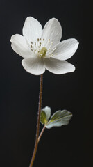 Obraz premium delicate single white flower with intricate petals and green leaves