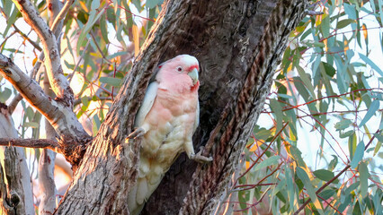 a sunrise shot of a female major mitchell's cockatoo at the entrance to a nest hollow of gum tree at western queensland, australia © chris