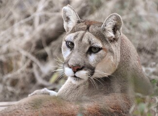 Close-up of a cougar (Puma concolor) in the desert. Also called a puma and a mountain lion.